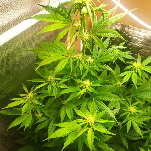 Dark Devil Auto growlog timeline photo