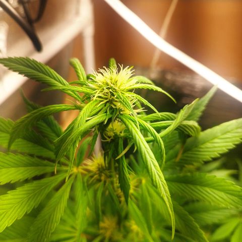 Dark Devil Auto growlog timeline photo