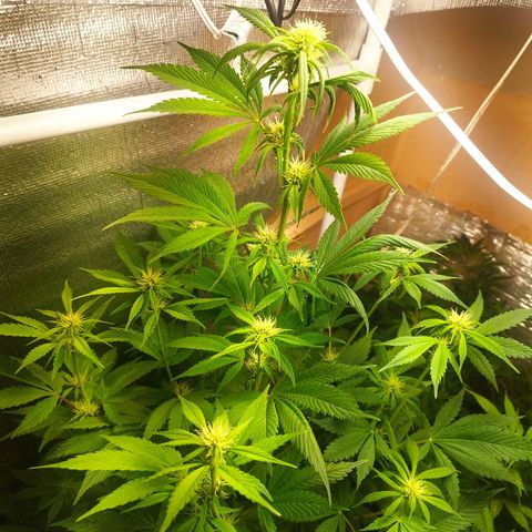 Dark Devil Auto growlog timeline photo