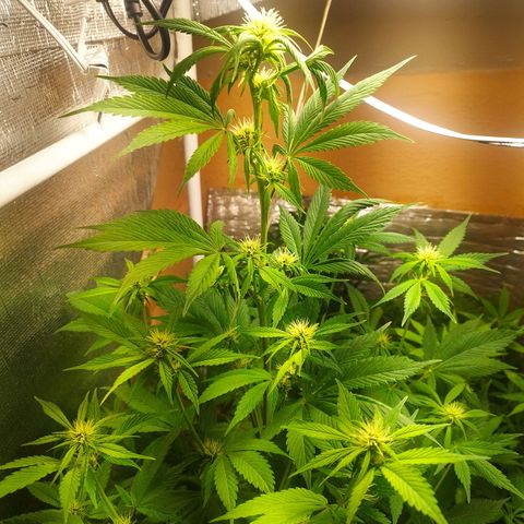 Dark Devil Auto growlog timeline photo