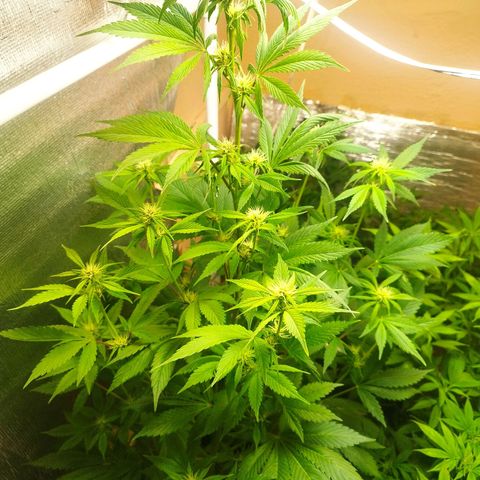 Dark Devil Auto growlog timeline photo