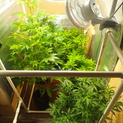Red Strawberry Banana Auto growlog timeline photo