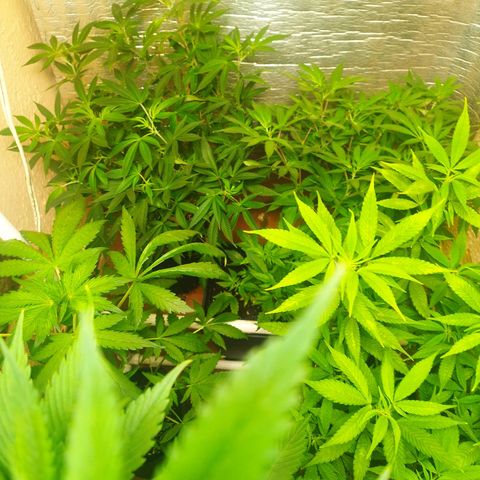 Red Strawberry Banana Auto growlog timeline photo