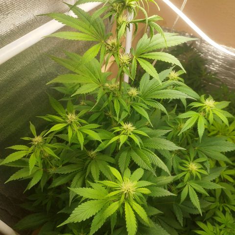Dark Devil Auto growlog timeline photo