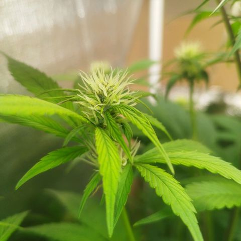 Dark Devil Auto growlog timeline photo