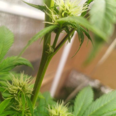 Dark Devil Auto growlog timeline photo