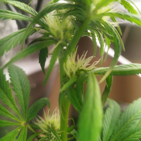 Dark Devil Auto growlog timeline photo