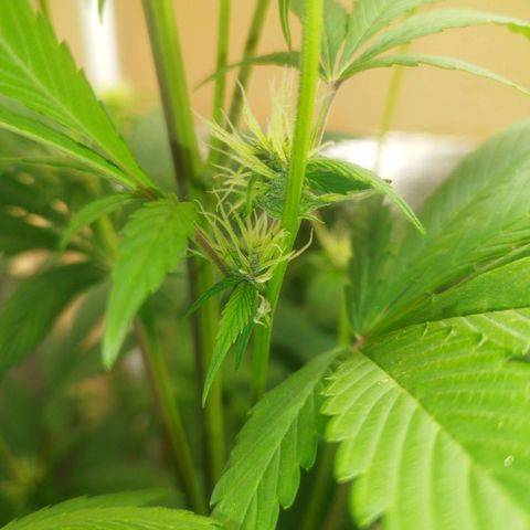 Dark Devil Auto growlog timeline photo