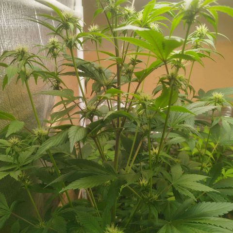 Dark Devil Auto growlog timeline photo