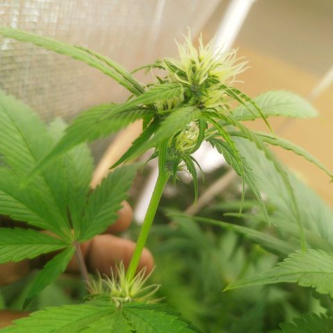 Dark Devil Auto growlog timeline photo