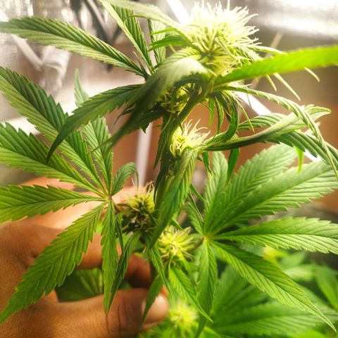 Dark Devil Auto growlog timeline photo
