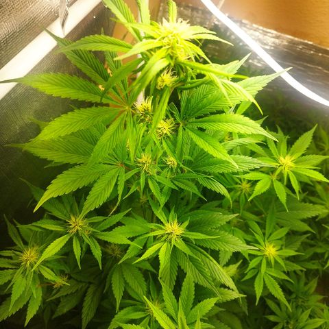 Dark Devil Auto growlog timeline photo