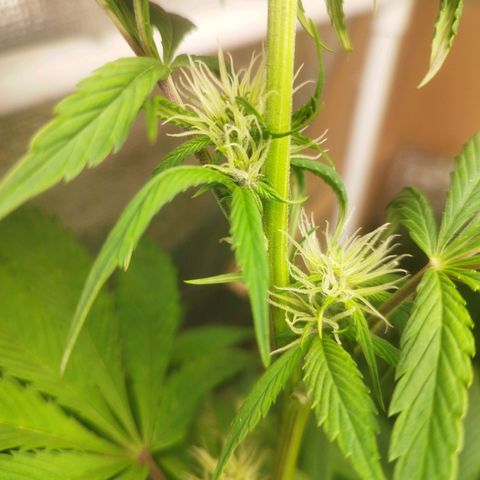 Dark Devil Auto growlog timeline photo