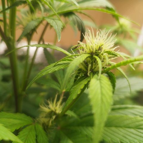 Dark Devil Auto growlog timeline photo