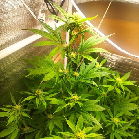 Dark Devil Auto growlog timeline photo