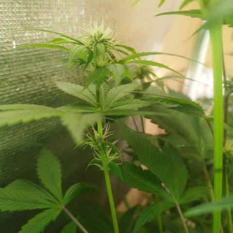 Dark Devil Auto growlog timeline photo