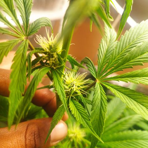 Dark Devil Auto growlog timeline photo