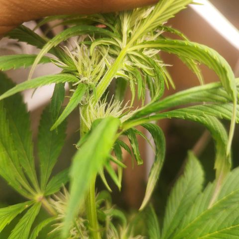 Dark Devil Auto growlog timeline photo