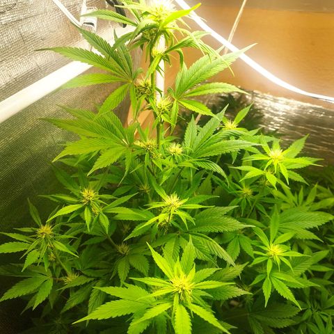Dark Devil Auto growlog timeline photo