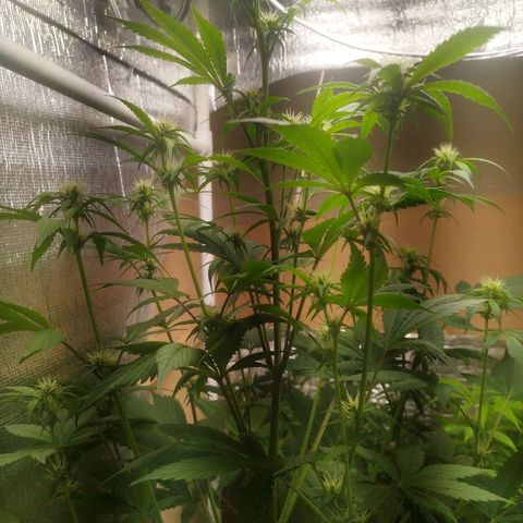 Dark Devil Auto growlog timeline photo