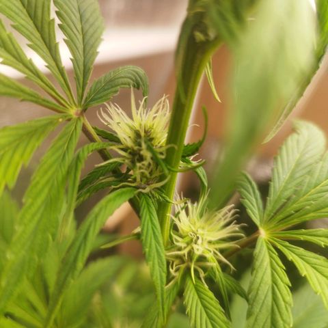 Dark Devil Auto growlog timeline photo