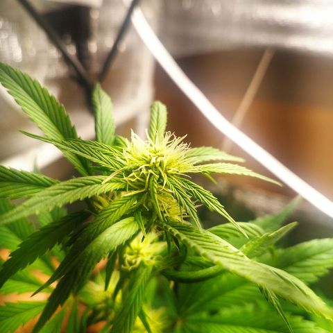 Dark Devil Auto growlog timeline photo