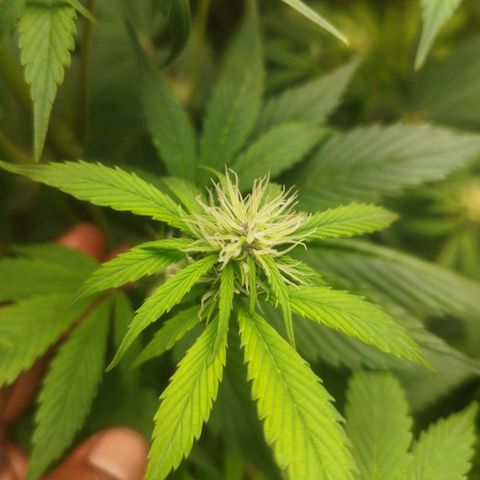 Dark Devil Auto growlog timeline photo