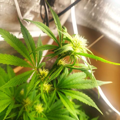 Dark Devil Auto growlog timeline photo