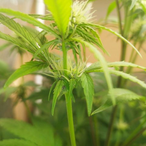 Dark Devil Auto growlog timeline photo
