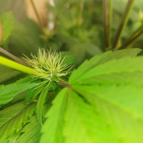 Dark Devil Auto growlog timeline photo