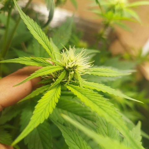 Dark Devil Auto growlog timeline photo