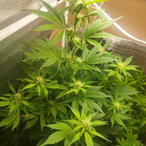 Dark Devil Auto growlog timeline photo