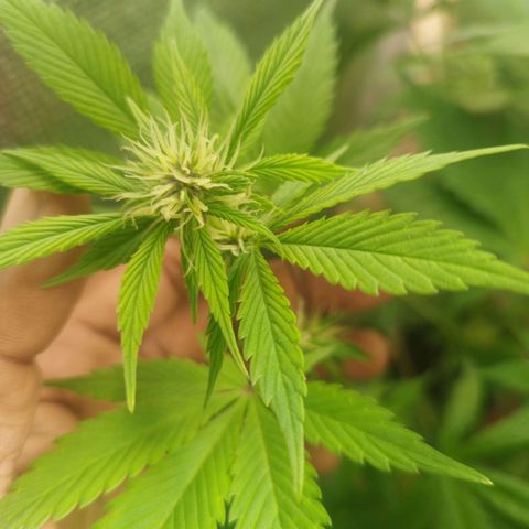 Dark Devil Auto growlog timeline photo