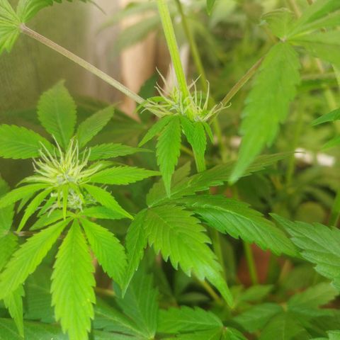 Dark Devil Auto growlog timeline photo