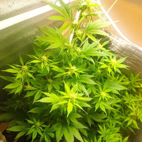 Dark Devil Auto growlog timeline photo