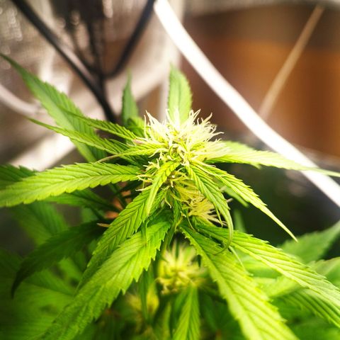 Dark Devil Auto growlog timeline photo