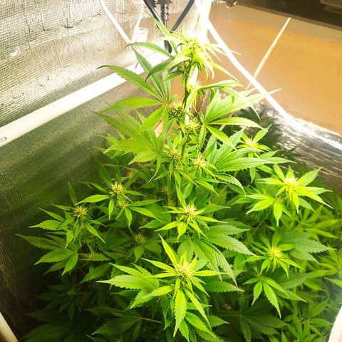 Dark Devil Auto growlog timeline photo