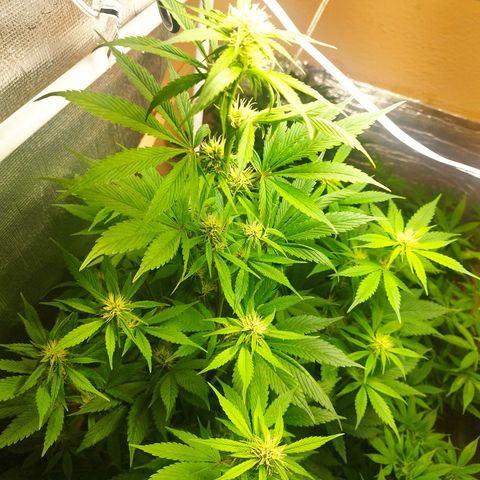 Dark Devil Auto growlog timeline photo