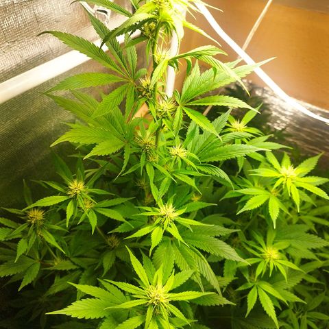 Dark Devil Auto growlog timeline photo