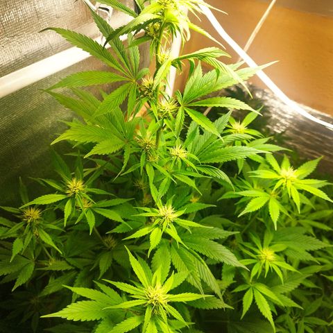 Dark Devil Auto growlog timeline photo