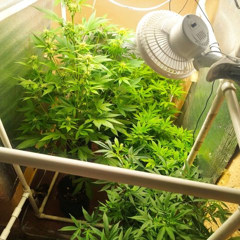 Red Strawberry Banana Auto growlog timeline photo