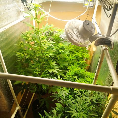 Red Strawberry Banana Auto growlog timeline photo