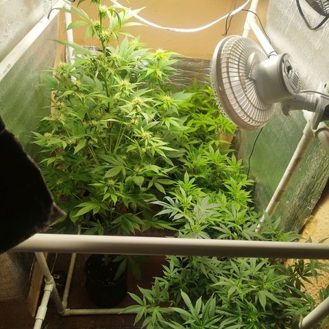 Red Strawberry Banana Auto growlog timeline photo