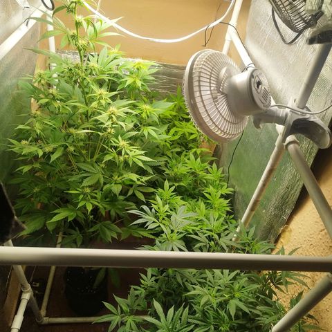Red Strawberry Banana Auto growlog timeline photo