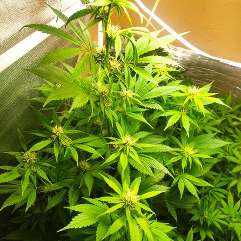 Dark Devil Auto growlog timeline photo