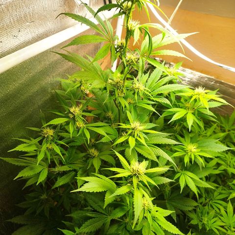 Dark Devil Auto growlog timeline photo