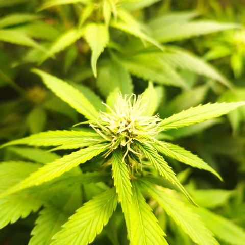 Dark Devil Auto growlog timeline photo