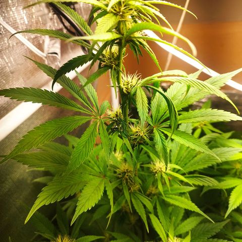 Dark Devil Auto growlog timeline photo