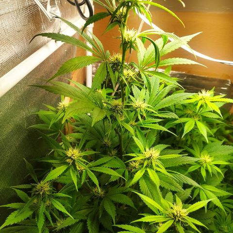Dark Devil Auto growlog timeline photo