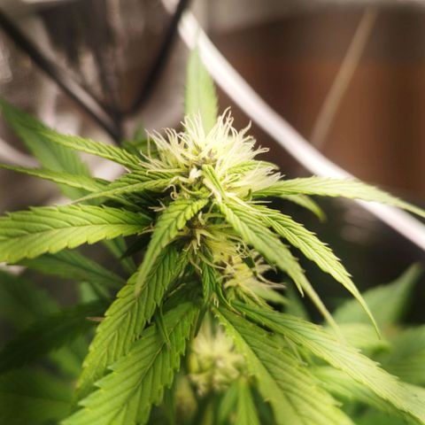 Dark Devil Auto growlog timeline photo